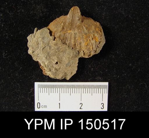 Orthorhynchula sp.