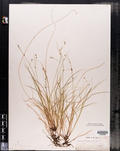 Carex trisperma