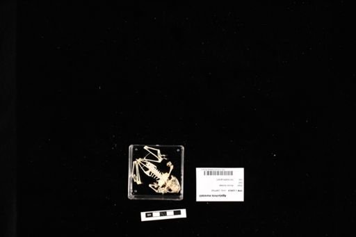 Agalychnis moreletii