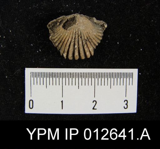 Rhynchopora taylori