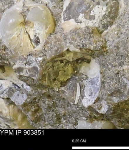Corbulamella sp.