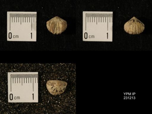 Wellerella osagensis