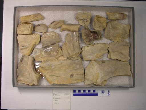 Xiphactinus sp.