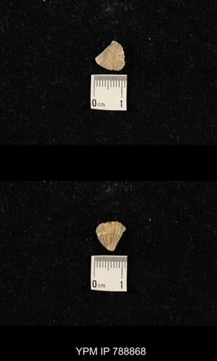 undet. Brachiopoda