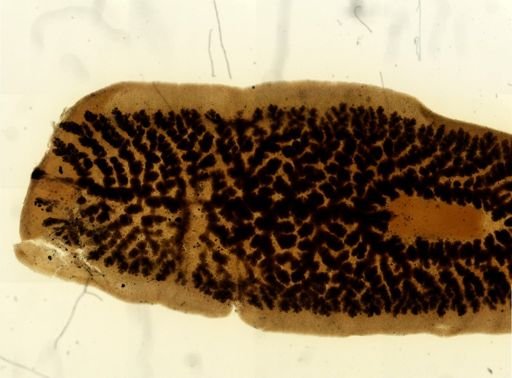 Procotyla fluviatilis