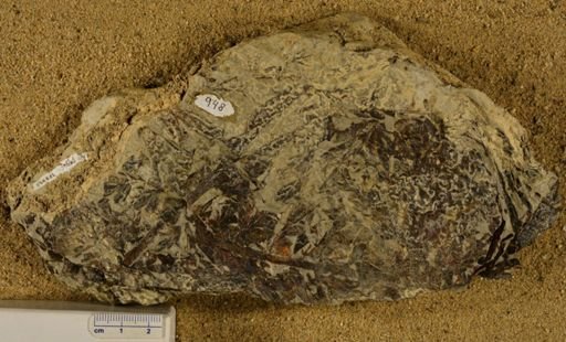 Triphyllopteris rarinervis