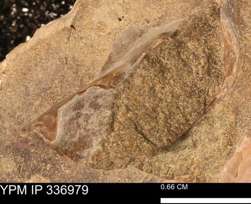 undet. Mollusca