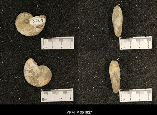 Hoploscaphites nicolletii
