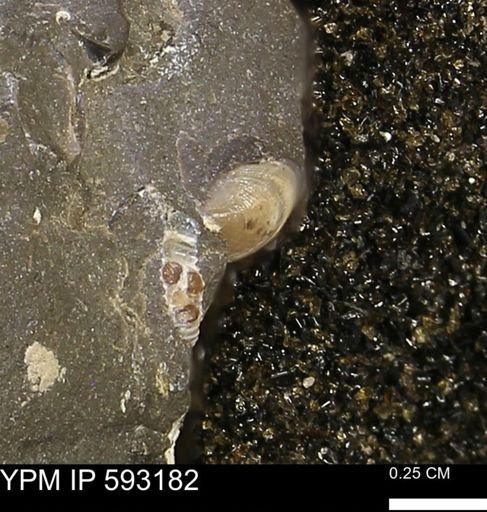 Protocardia?