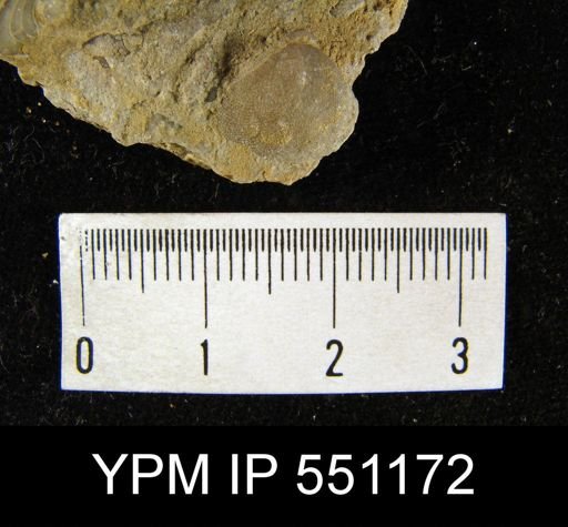 Dictyonella reticulata