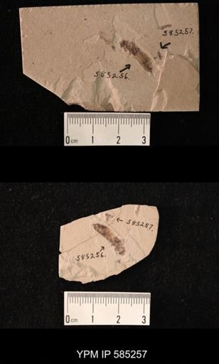 undet. Coleoptera