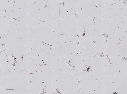 Ircinia