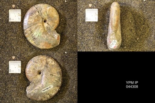 Hoploscaphites comprimus