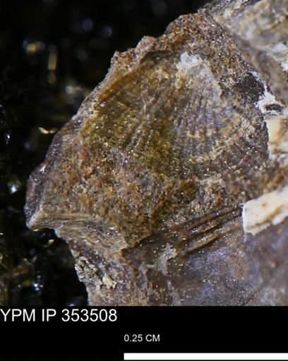 Parallelodon?