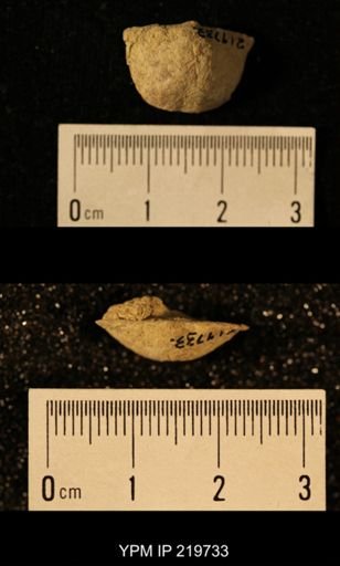 Chonetes granulifer