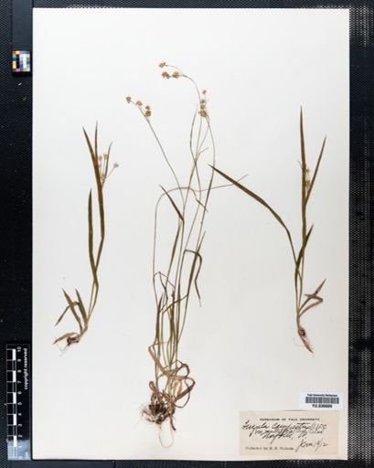 Luzula campestris