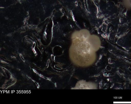 undet. Foraminiferida