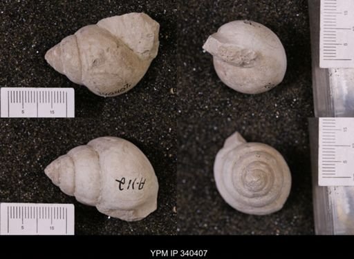 Tylostoma tumidum