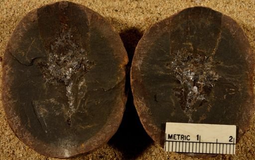Lepidostrobus