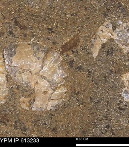 Scaphites sp.