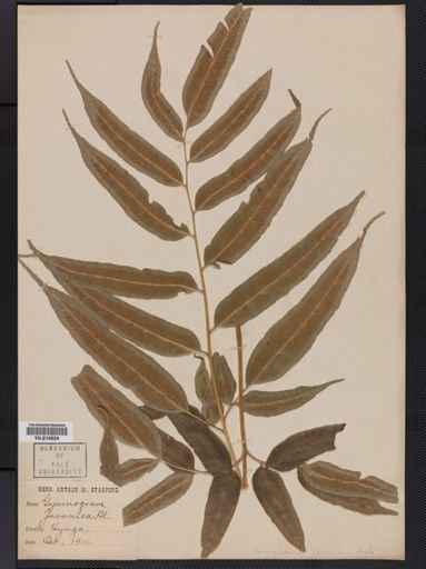 Coniogramme