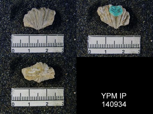 Spiriferina (Punctospirifer) cristata