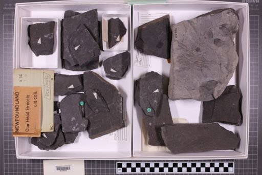 mixed taxa, stratigraphic collection