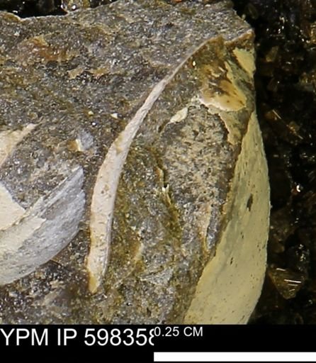 Limopsis striatopunctatus