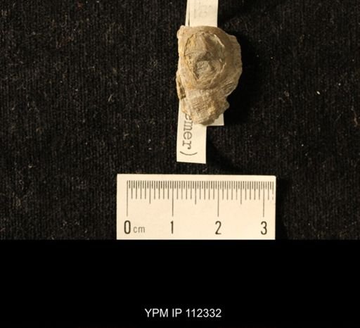 Isorophus cincinnatiensis