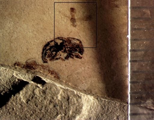 undet. Hymenoptera