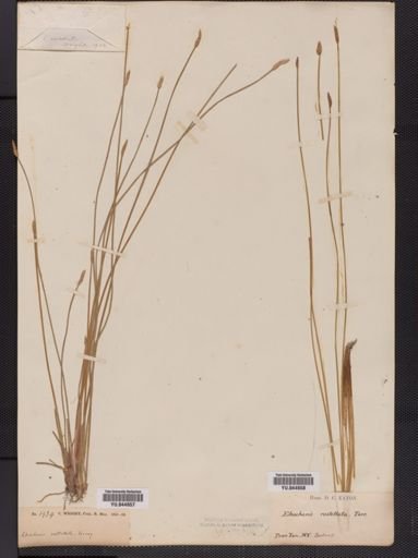 Eleocharis rostellata