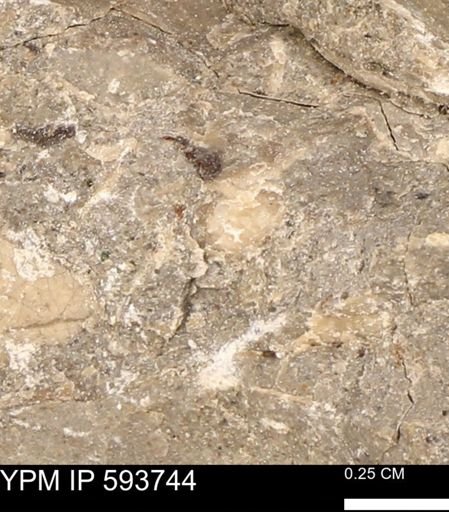 Baculites sp.