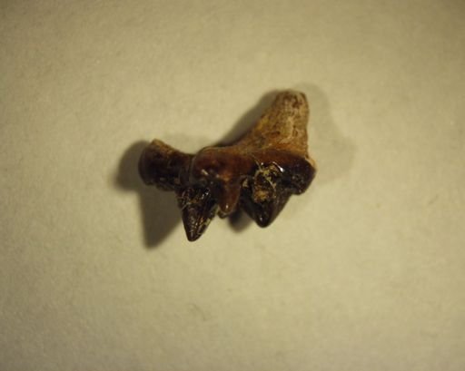 Bryanictis microlestes