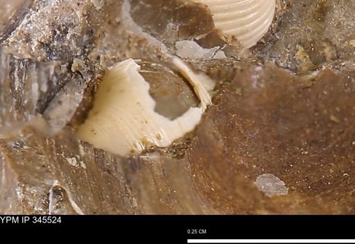 Corbulamella gregaria