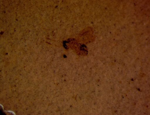 undet. Hymenoptera