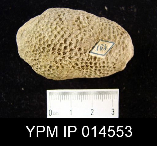 Montastrea formosa