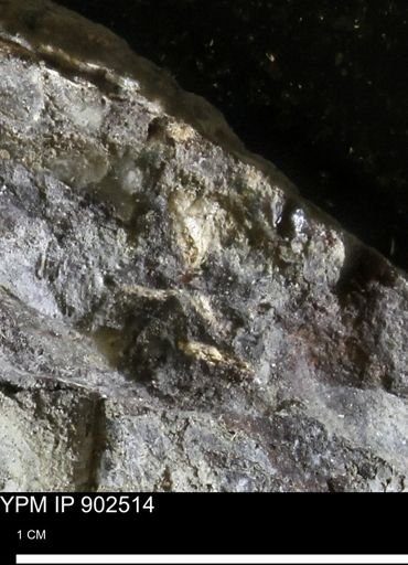 undet. Mollusca