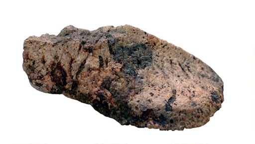 Ankylosauria