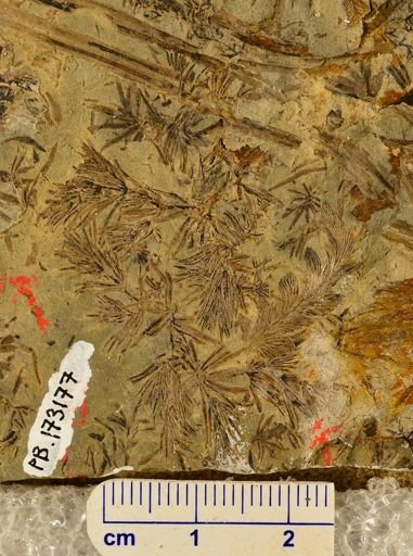 Asterophyllites sp.