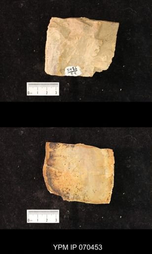 Favosites brownsportensis