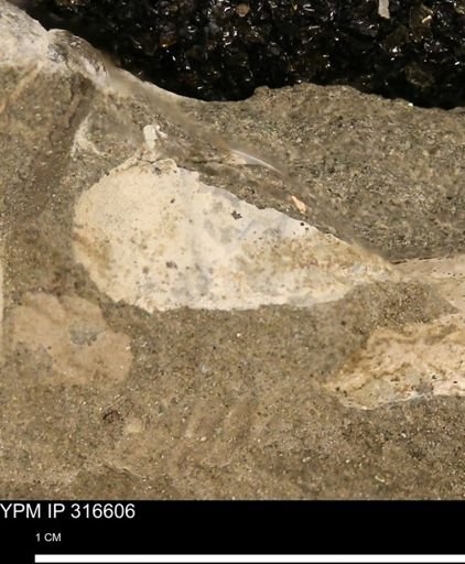 undet. Mollusca