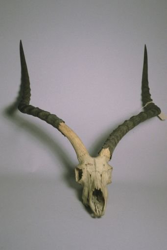 Aepyceros melampus