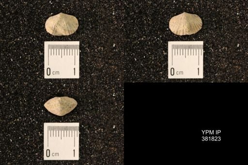 Platystrophia sp.