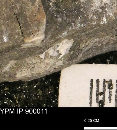 undet. Mollusca