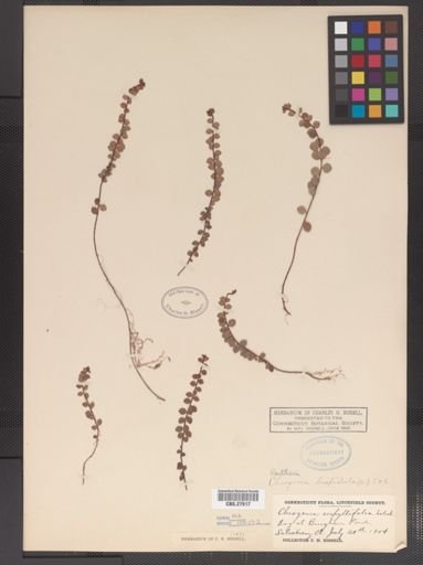 Gaultheria hispidula