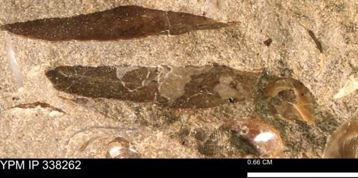 Placenticeras sp.