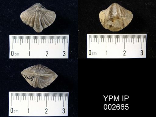 Quiringites elegans