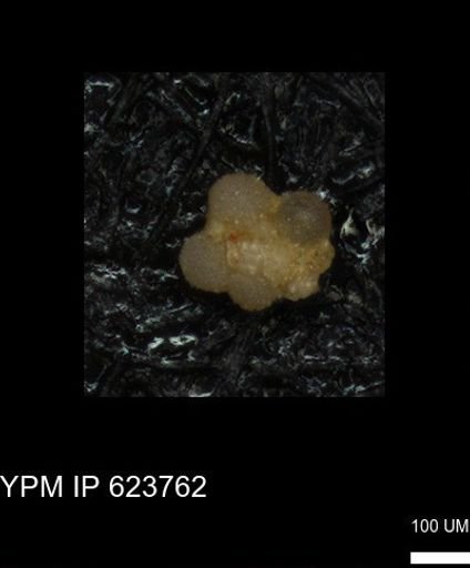 undet. Rugoglobigerinidae