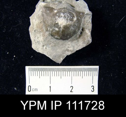 Brachyprion robustum