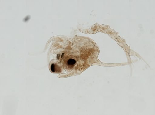 Brachyura